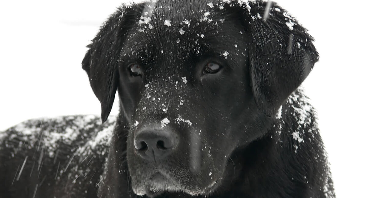 4 Tips for Dealing with Pet Fur Shedding in the Winter BISSELL
