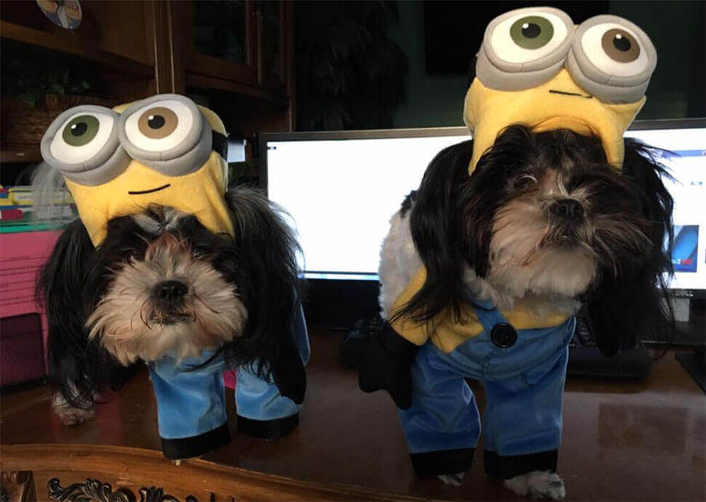 Pawsibly the Best Halloween Pet Costumes BISSELL