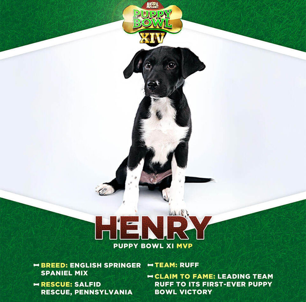 Who Won Puppy Bowl Mvp