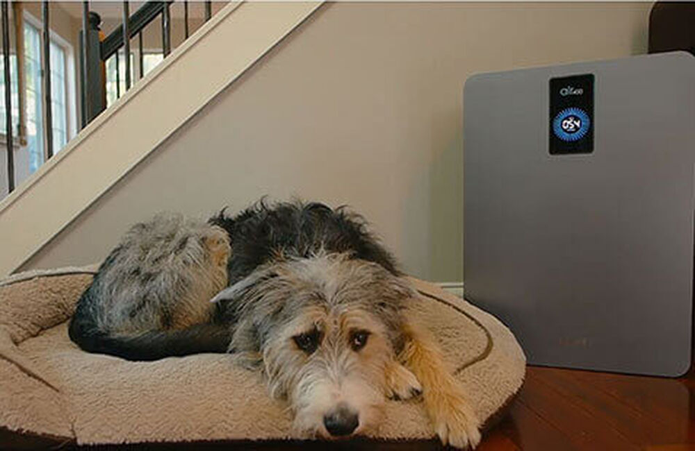 How to Deodorize a Room While You Clean BISSELL® Tips