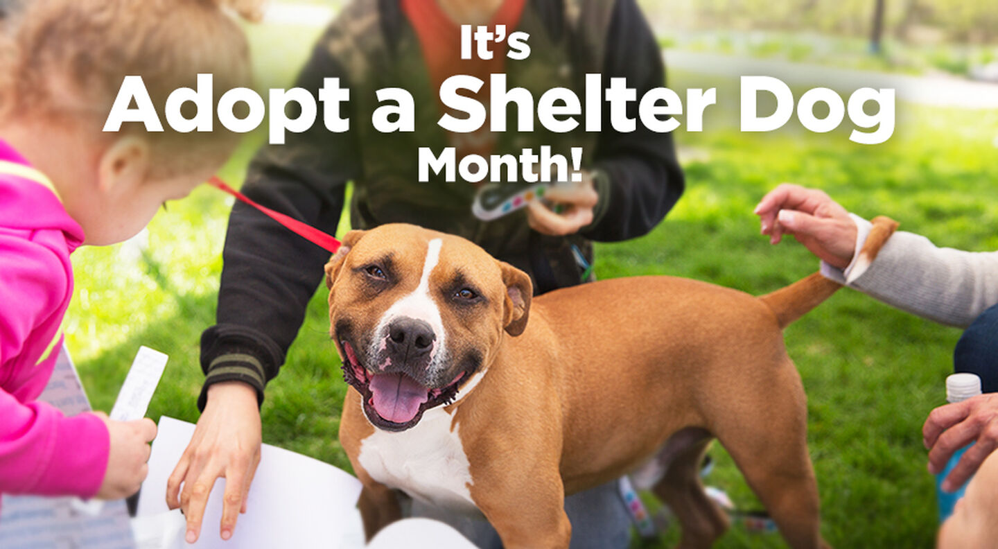 Donate To Bissell Pet Foundation