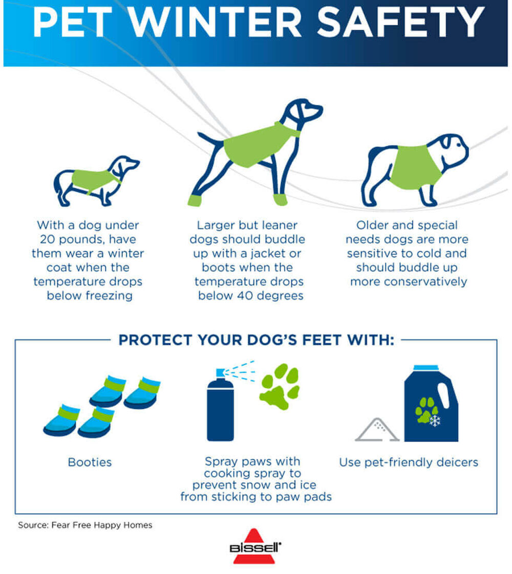 Are Dogs Safe In 50 Degree Weather