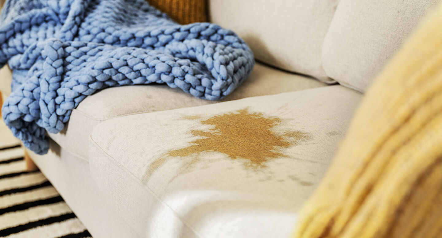 How to Get Rid of Cat Pee Smell on Your Carpets & Upholstery BISSELL