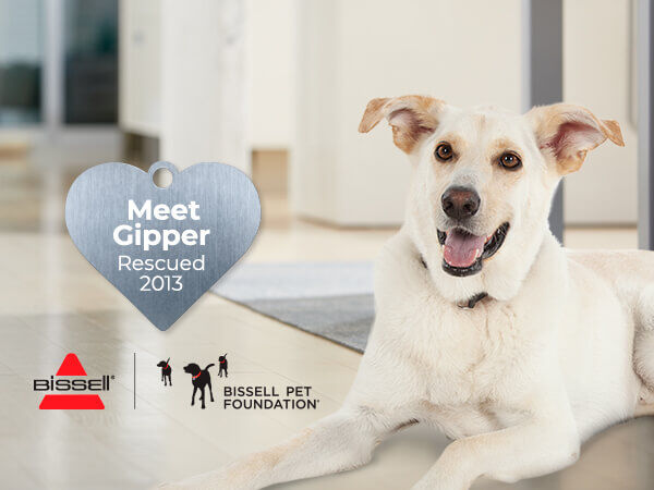 bissell power shot oxy