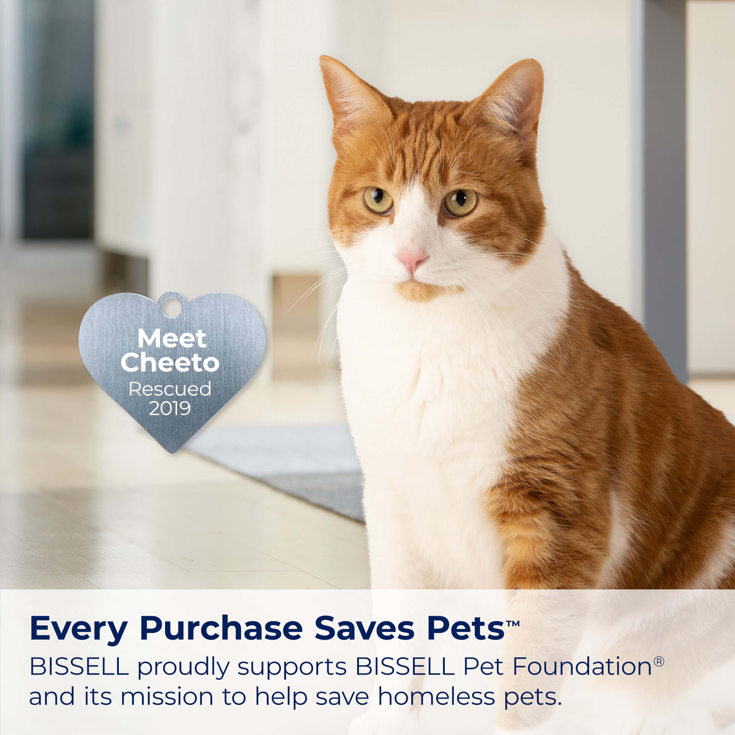Simply Spot & Stain PET 3368 | BISSELL® Portable Formula