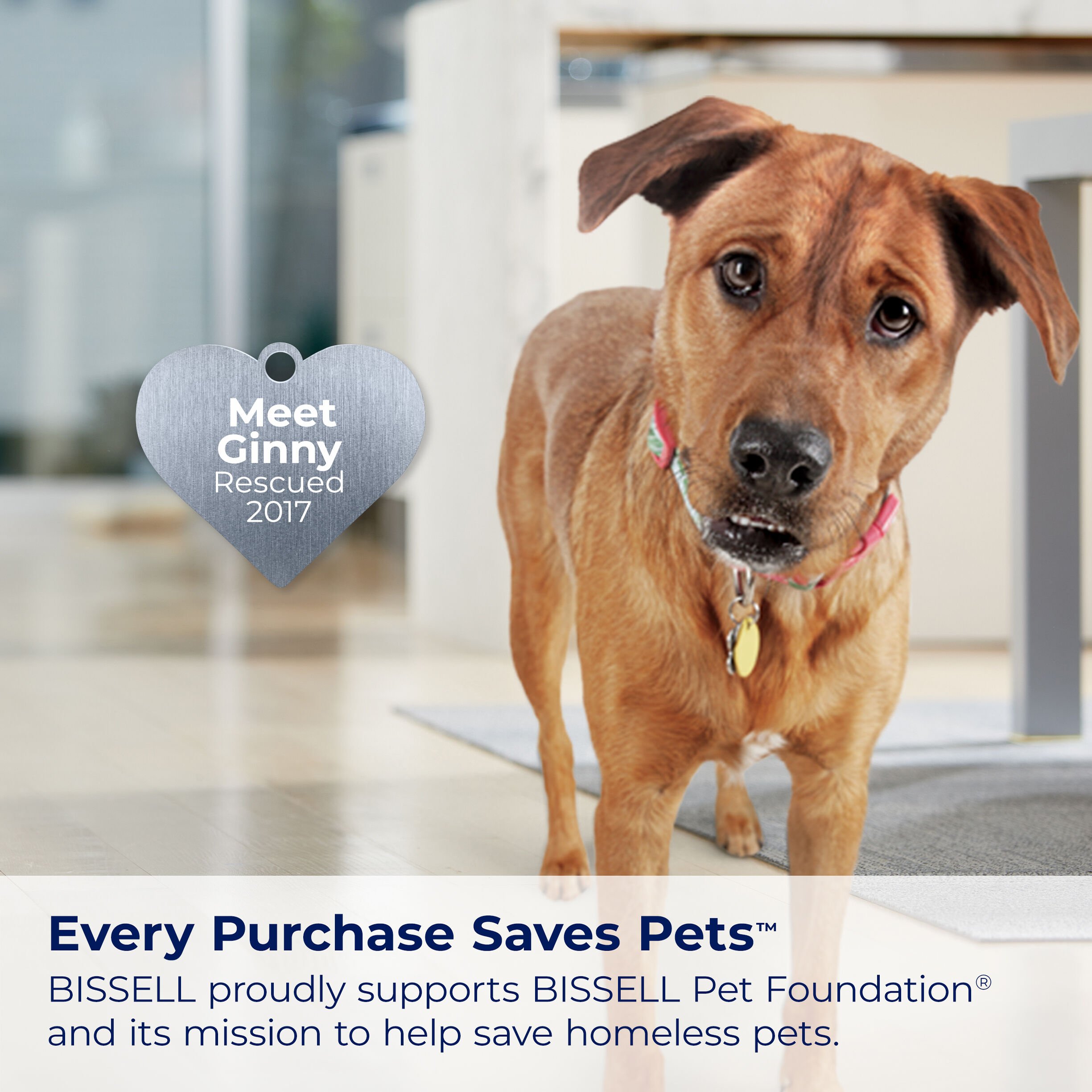 Little Green Carpet Cleaner 25137 | BISSELL