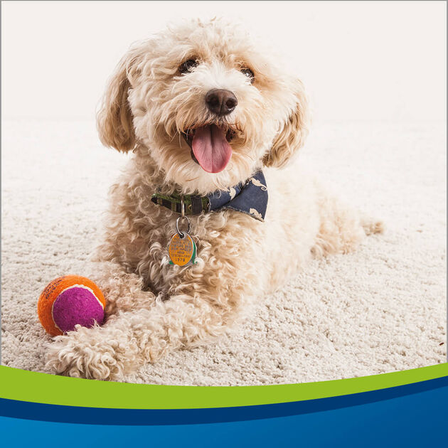 Woolite® Heavy Traffic Foam Carpet Cleaner Woolite®